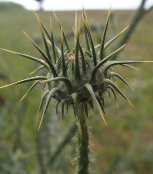 cardo a fiori bianchi: Silybum marianum